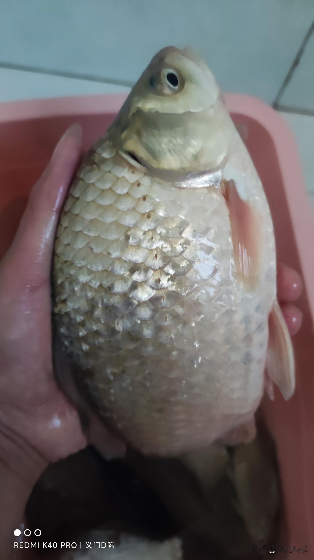 没想钓鱼还能影响一个人的性格，把一个特别通透的人，变成一个小心眼儿。我有这么一