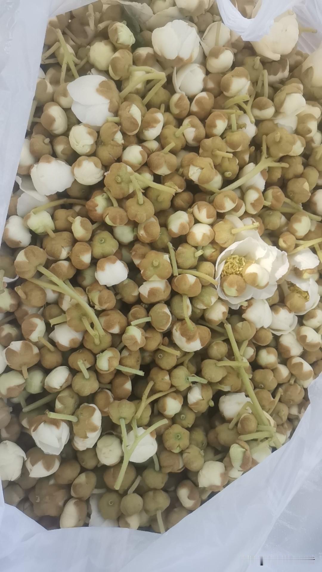 谨慎发展猕猴桃雄树园子！几年前，把家里一亩坡地，全栽猕猴桃雄树，专门采收雄花