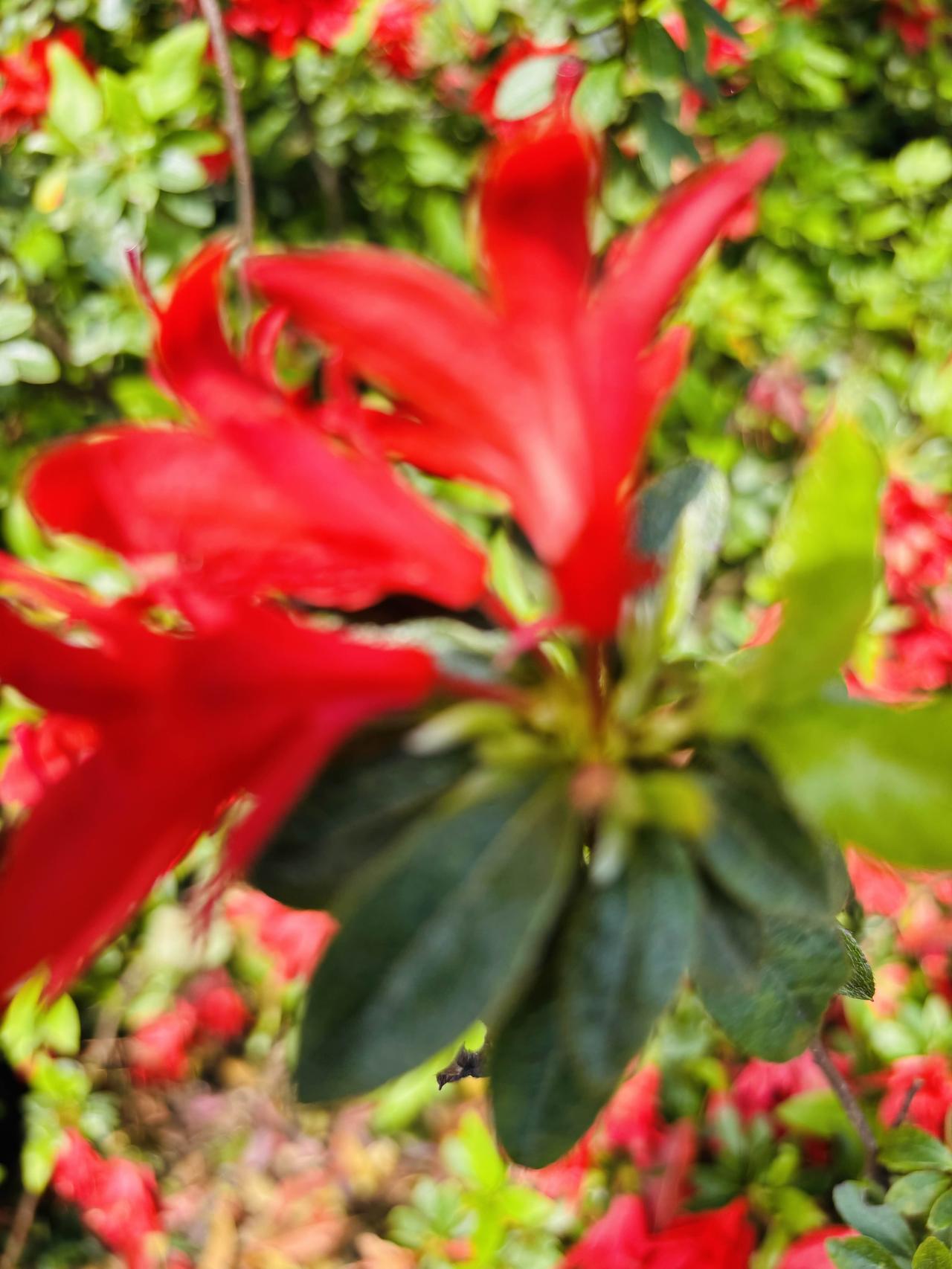 今天与一个老师和一个同学，我们三人一起去杭州临平山游玩，临平山现在正是杜鹃花满山