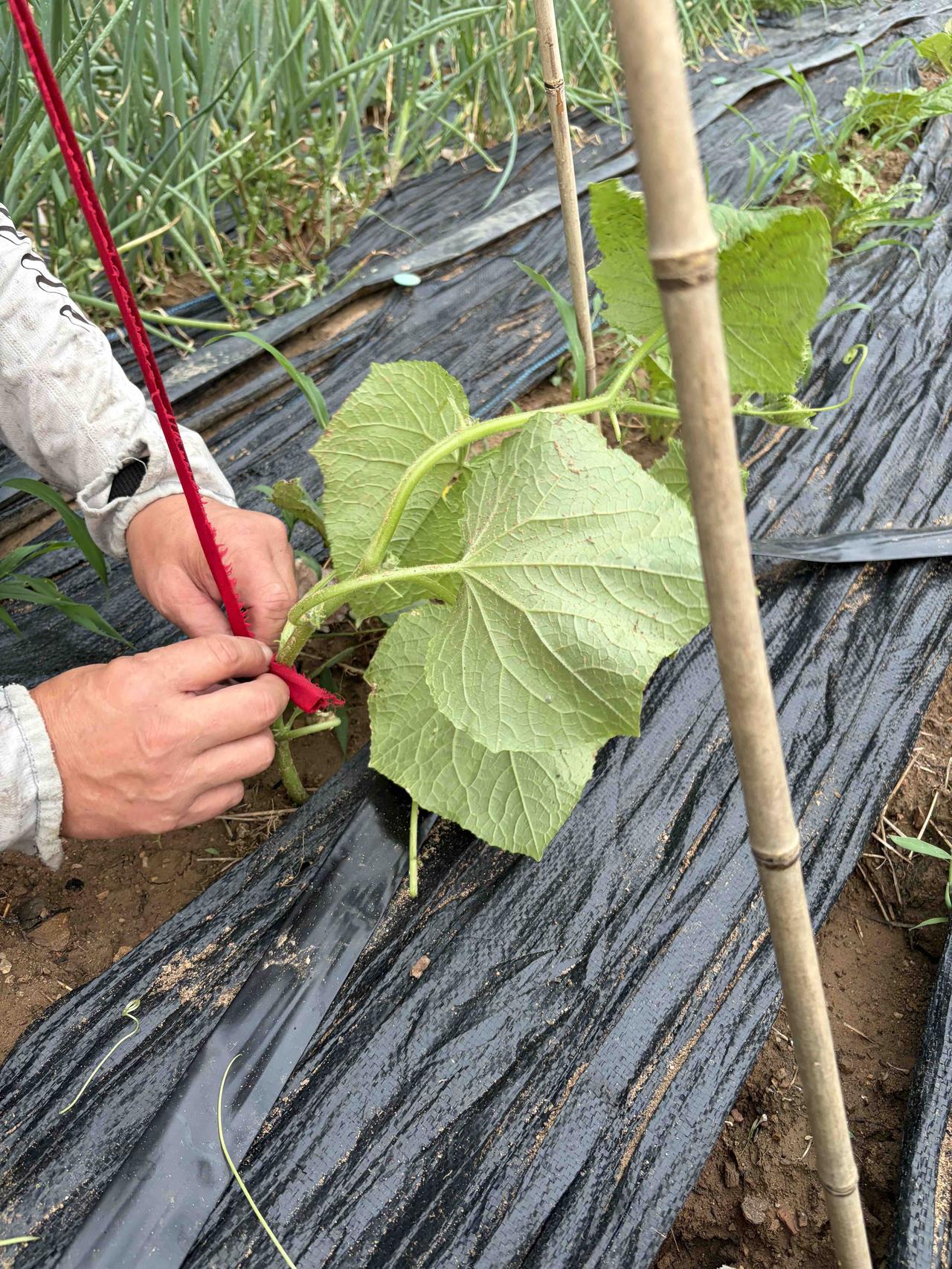 秋季蔬菜种植已然开启，秋黄瓜的架子已搭好，藤蔓也都吊起来了。