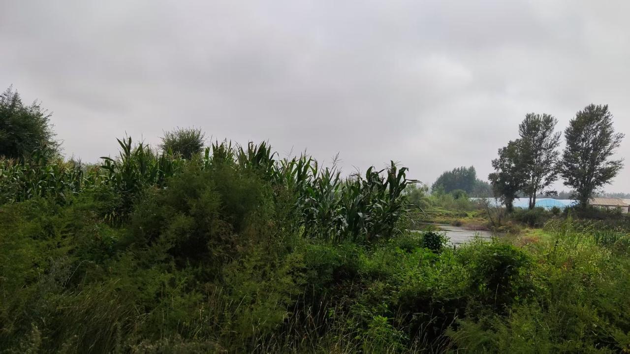 昔日居庙堂，今为田舍郎。这是我对朋友的精辟总结。我有个好朋友退休后无事可做，又