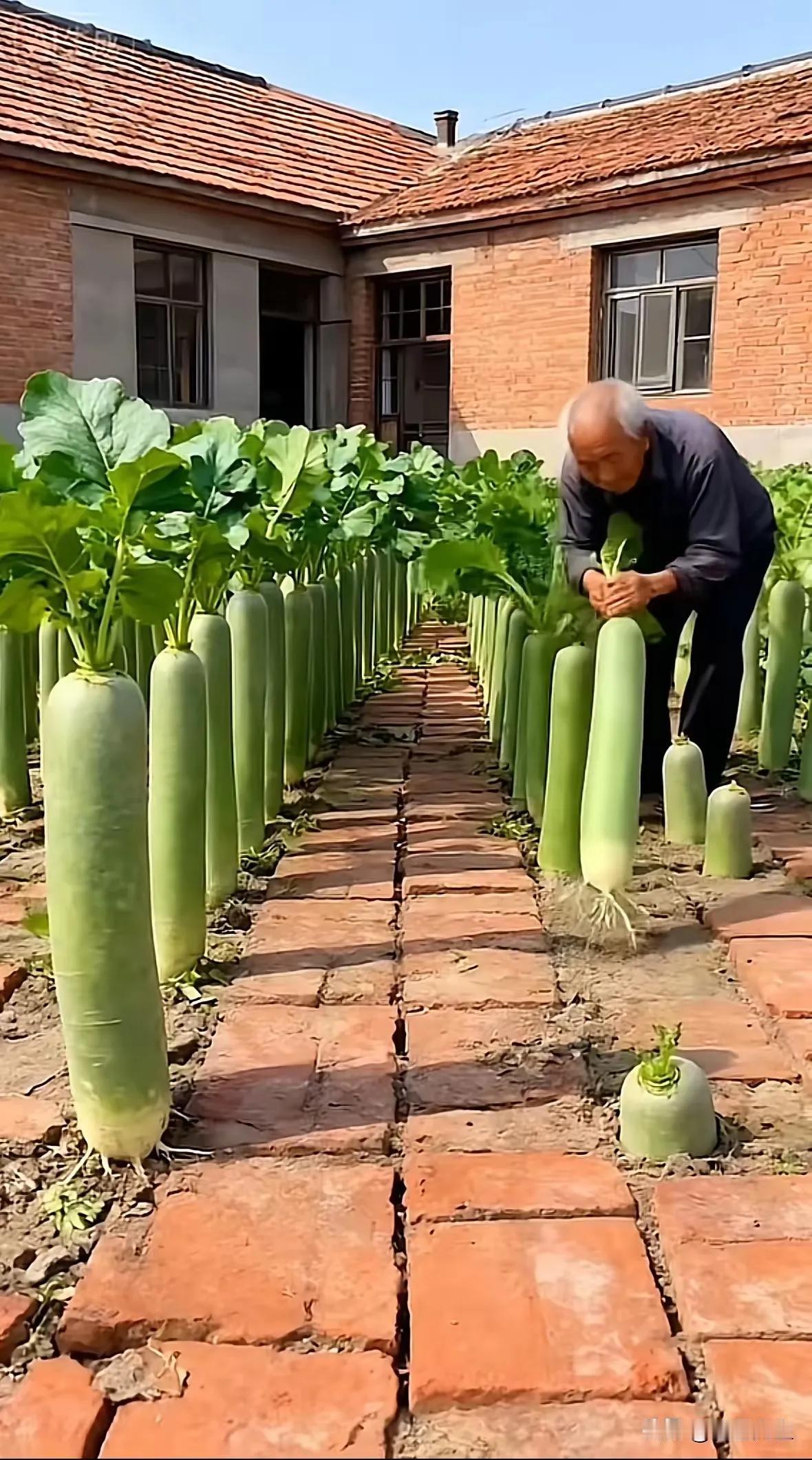 天呐！这萝卜王也太大了吧！这大小感觉都快成精了！网上最近都在传一张萝卜照片，那个