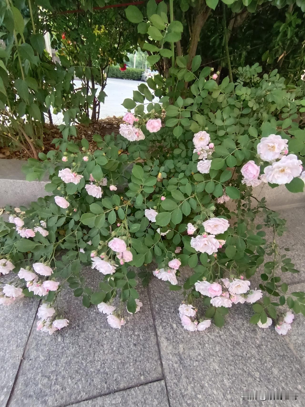 有人说，没有改革开放我们还在打基础，还是一穷二白。国家积累也好，兴水利、夯农田、