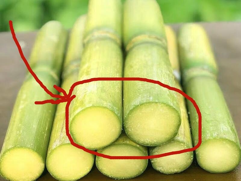 暖心善举，糖厂老板为什么甘愿亏损也要收购农民的滞销果蔗。近日，广东茂名化州耀明