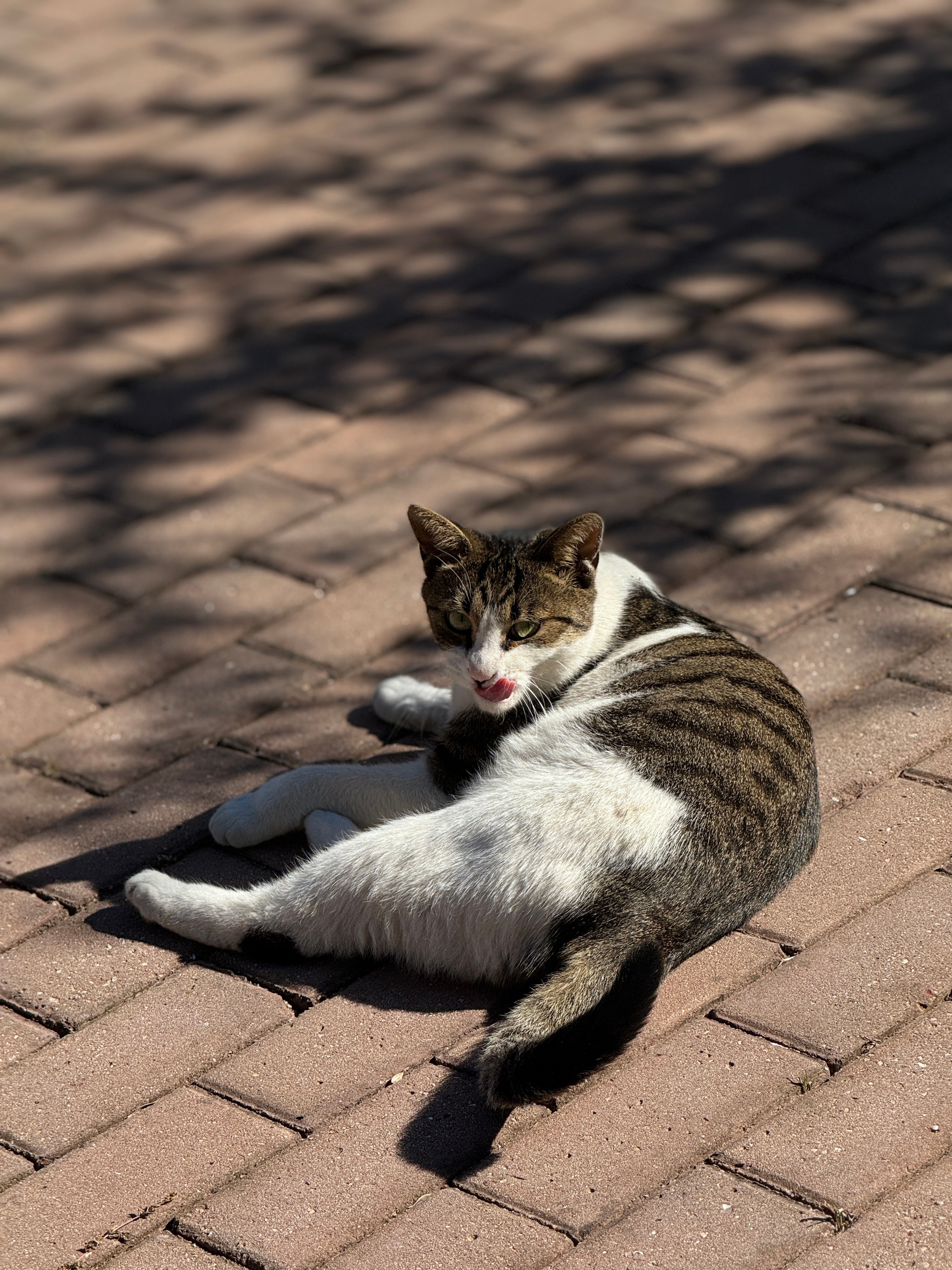 猫缘不错又偶遇小猫了​​​