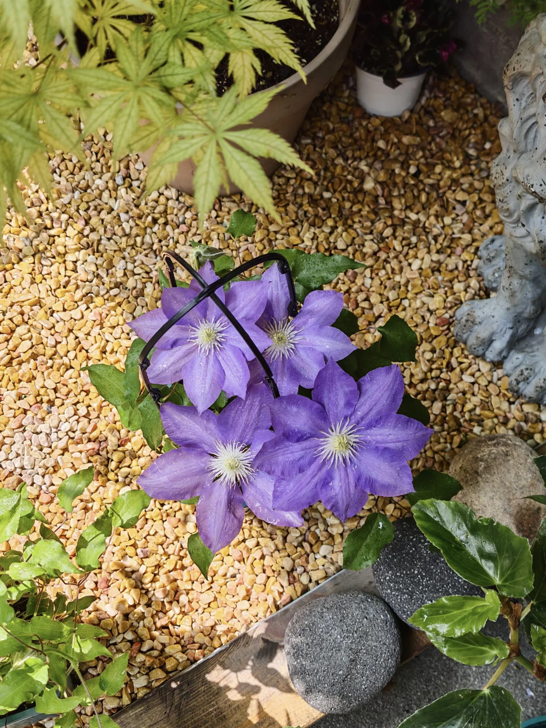 铁线莲｜避免三点就好养