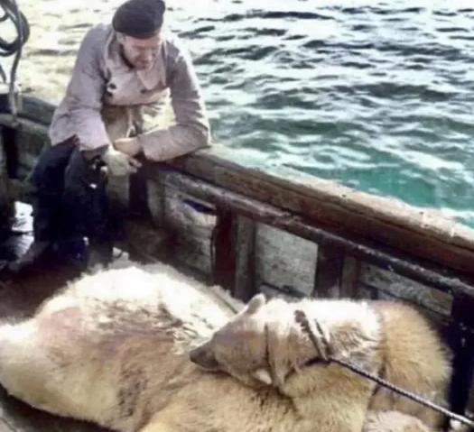 1947年3月的北极圈，浮冰像被打碎的玻璃碴散在海上。挪威猎人比约恩踩着冰碴