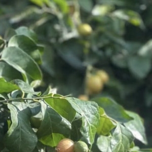 黄皮树种植方法：1.准备土壤：黄皮喜欢疏松、肥沃、排水良好的土壤。2.光