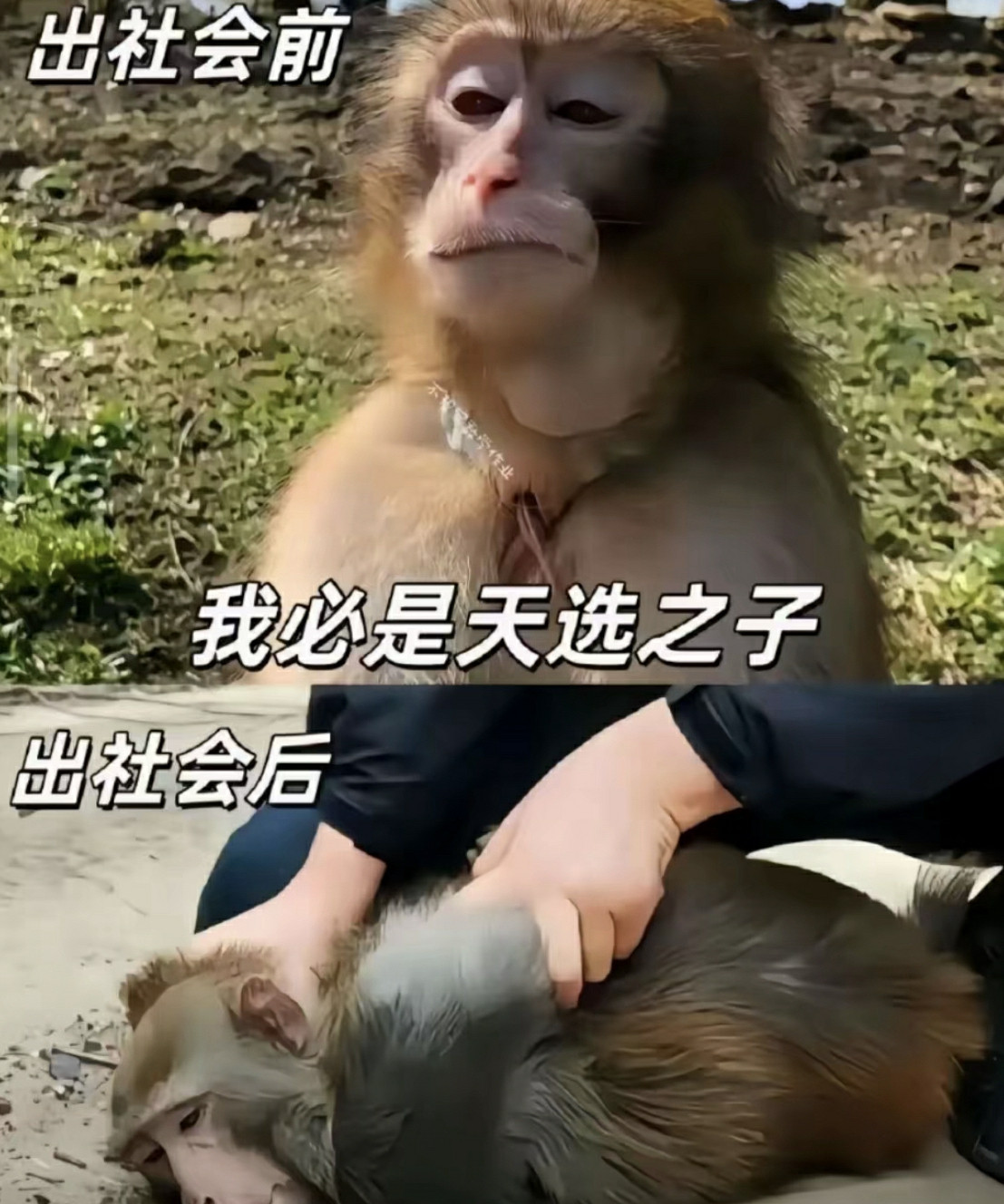 老实了真的老实了。