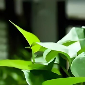 0000绿萝的种植方法：•土壤选择：用腐叶土、园土、河沙按3:2:1混合，保证