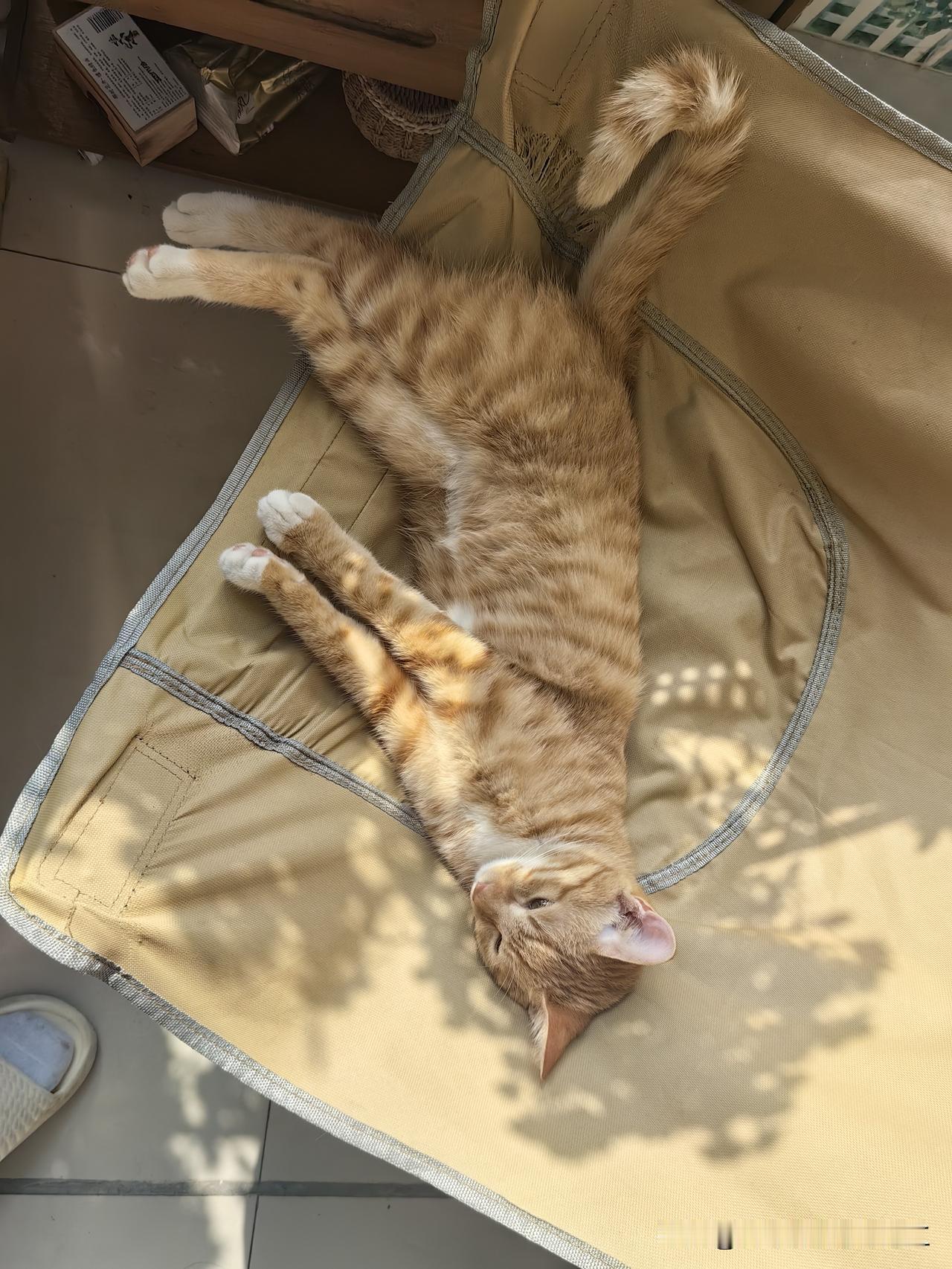 分享一张你家猫咪睡觉的萌照