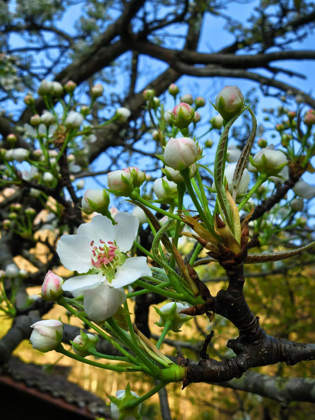 这花苞太美了，真是含苞待放，您知道这是什么花吗？春天开放的花带花苞植物