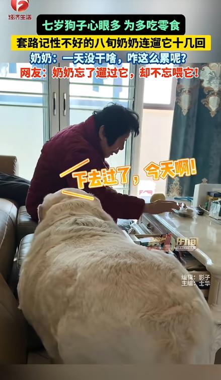 “心眼全长吃上面了！”近日，江苏，一狗子因为嘴馋，竟耍心眼“套路”记性不好的奶奶