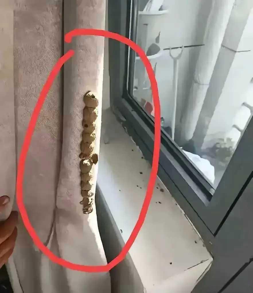 这是马蜂的窝吗？