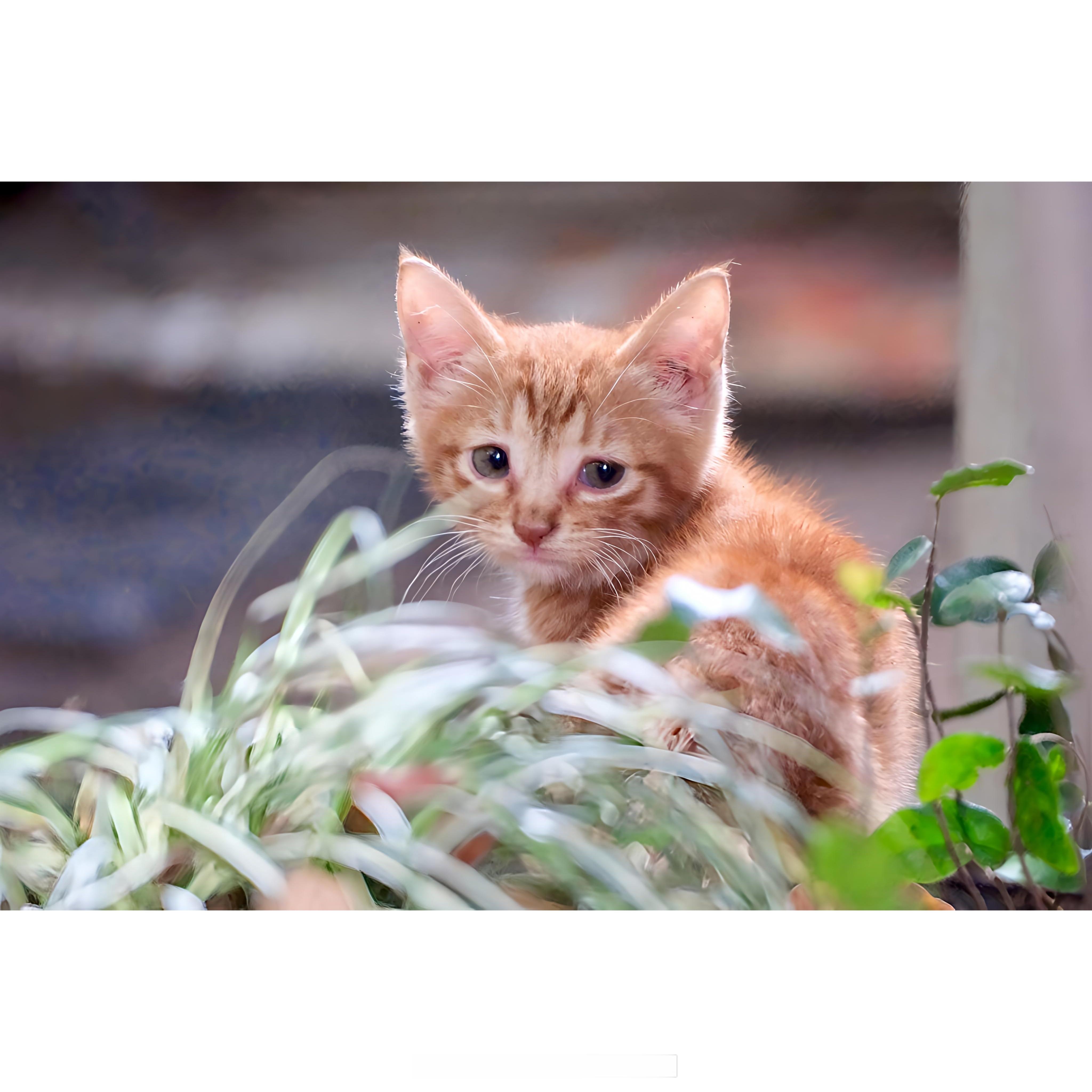 5.21下午家附近散步公园里遇见的猫猫咪日常上海