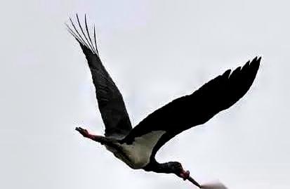 武汉一只国家一级保护动物黑鹳，嘴被一个东西死死箍住，一口东西都吃不了。3月24日