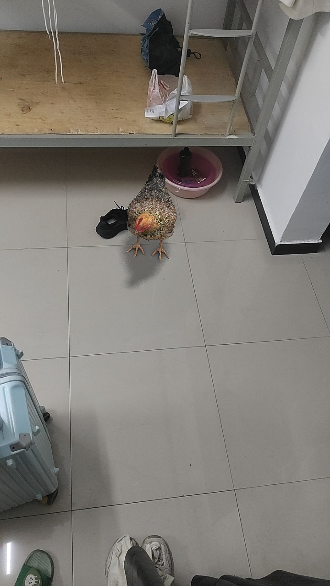 哈哈，我要笑死了