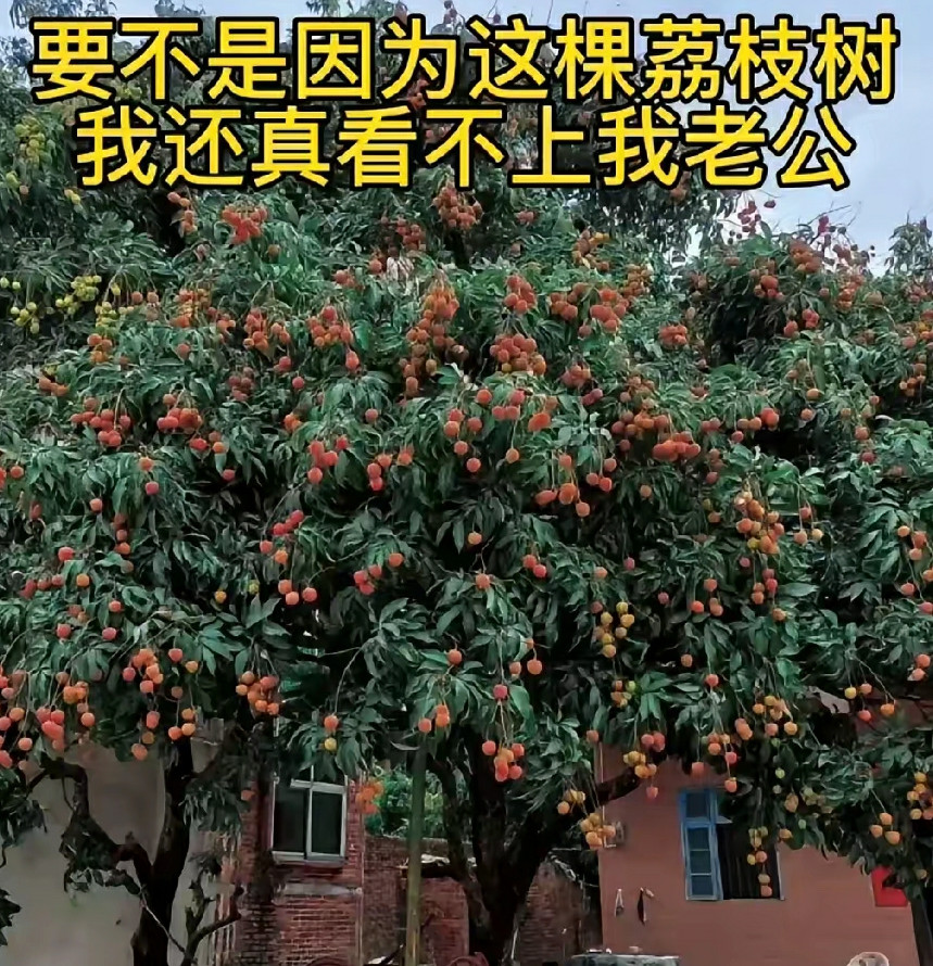 要不是因为这颗荔枝树…还真看不上我老公