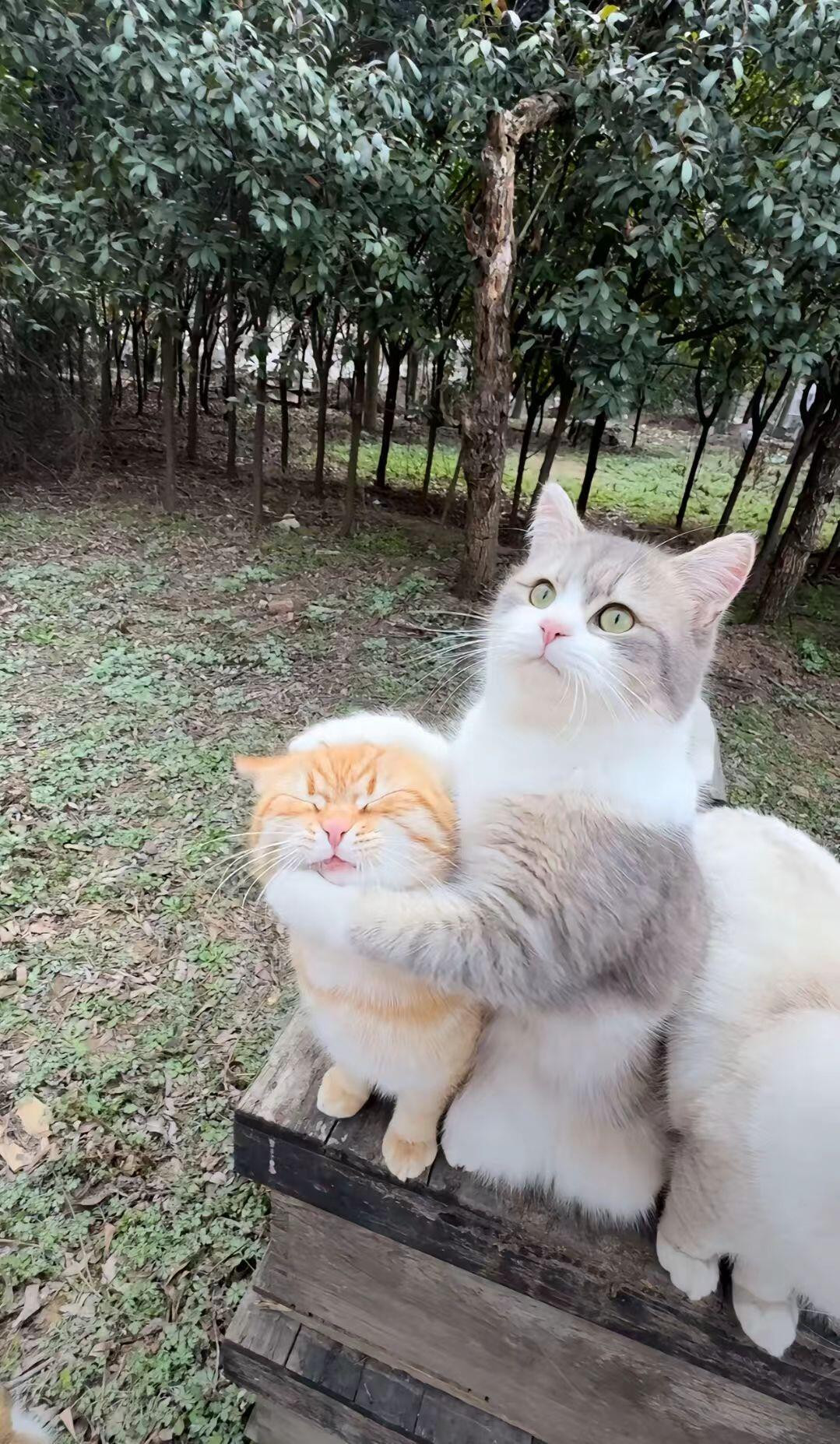 姨姨，他不爱吃小鱼干，我吃