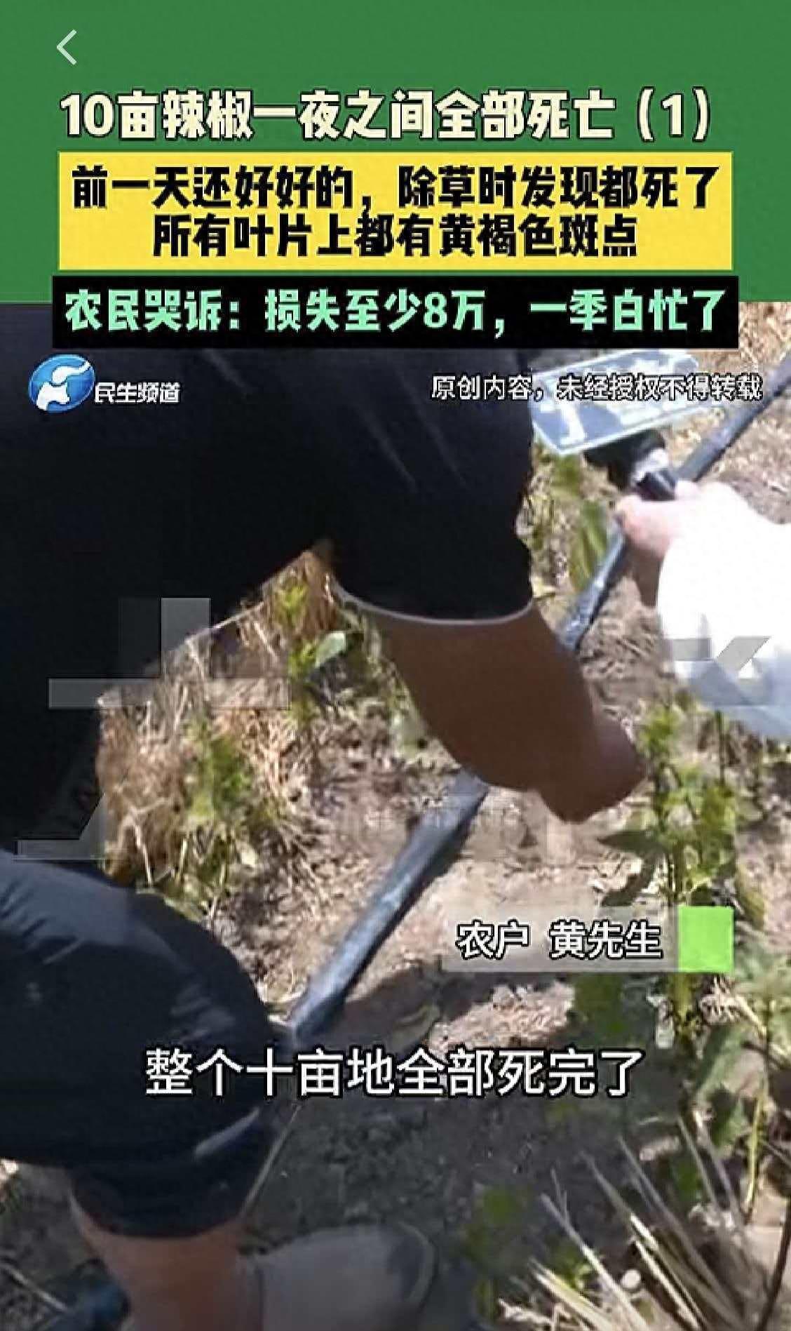 十亩辣椒一夜全枯，一季心血直接打了水漂。河南开封的种植户早上到地里除草，发现整片