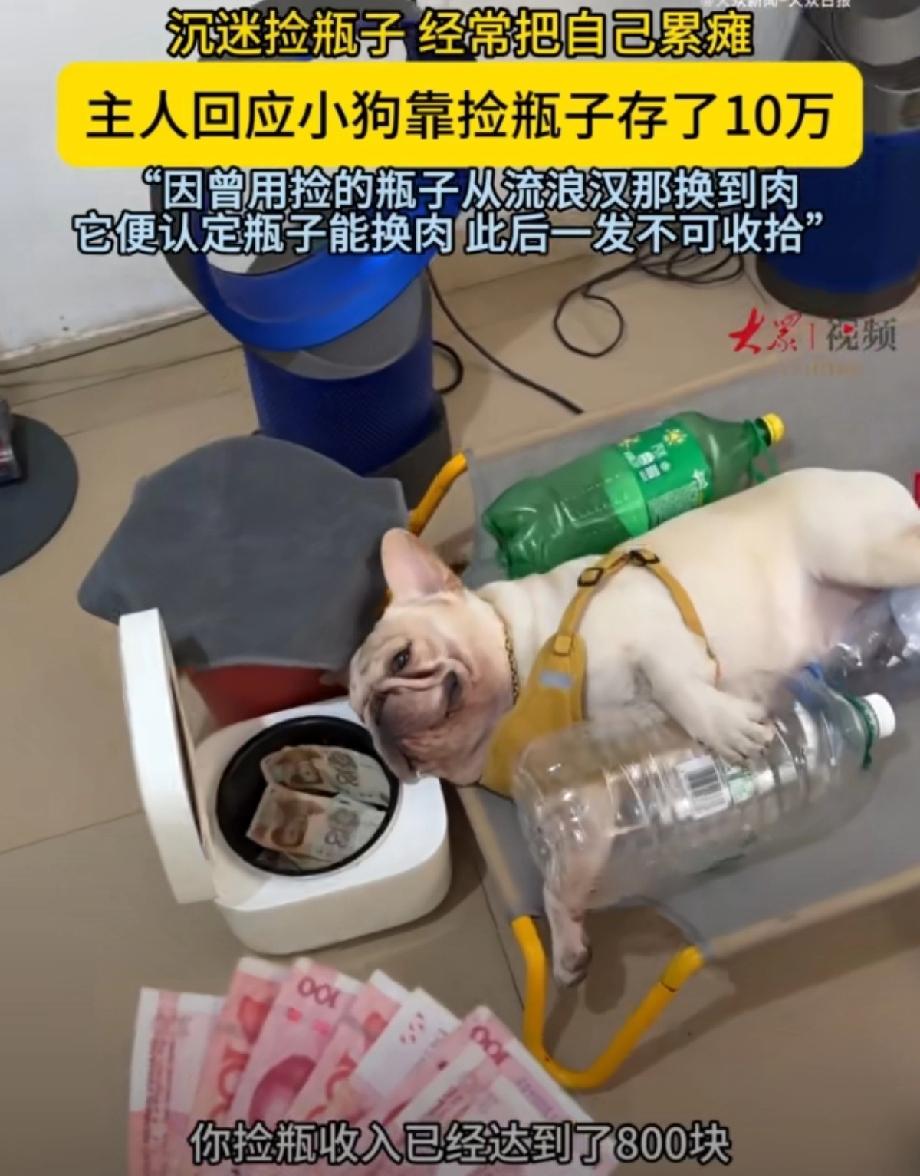 刚刷到广州那只捡瓶子的法斗小白，主人说它账上已经攒了10万块了。一开始我也惊了一