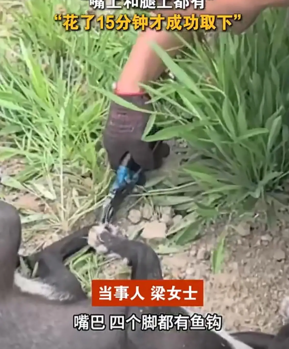 5月31日，江阴市民梁女士在露营途中发现一只“异常”安静的小狗。走近发现，狗狗的