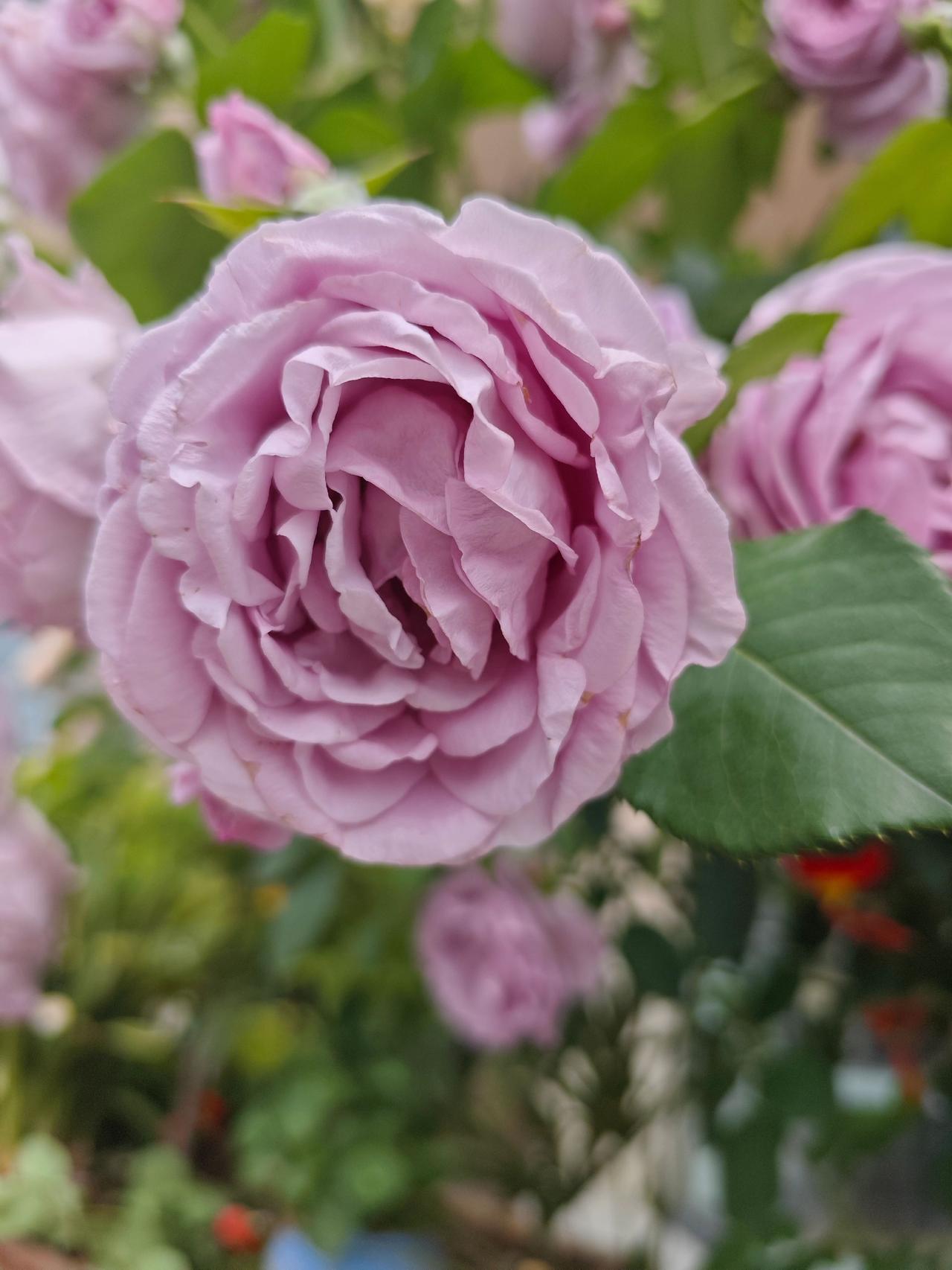开始拍花花草草了淡紫色月季月季玫瑰🌹黄色月季花太美了盆栽月季