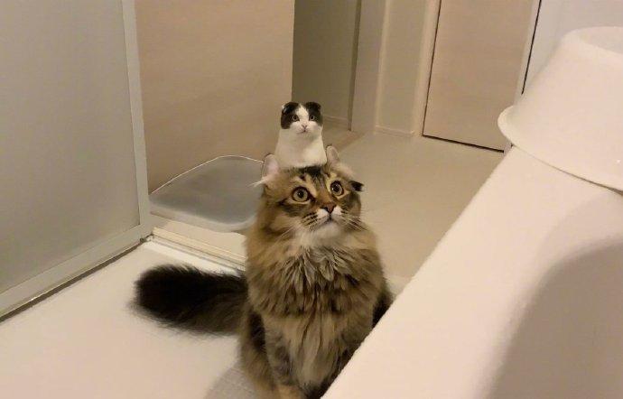 从猫中长出来的猫