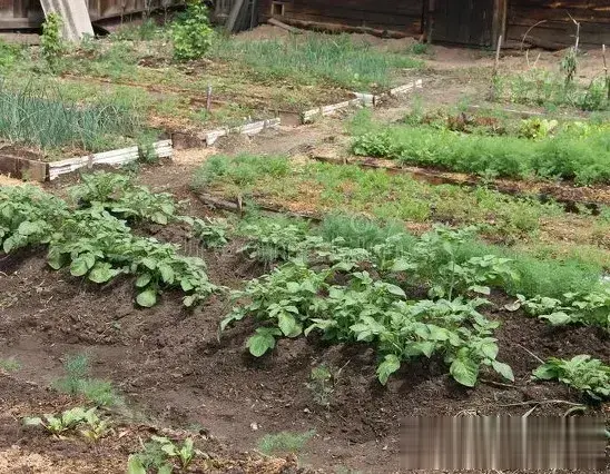 2月份可以种菜了, 这份种菜顺序清单要记牢, 别再稀里糊涂没菜吃