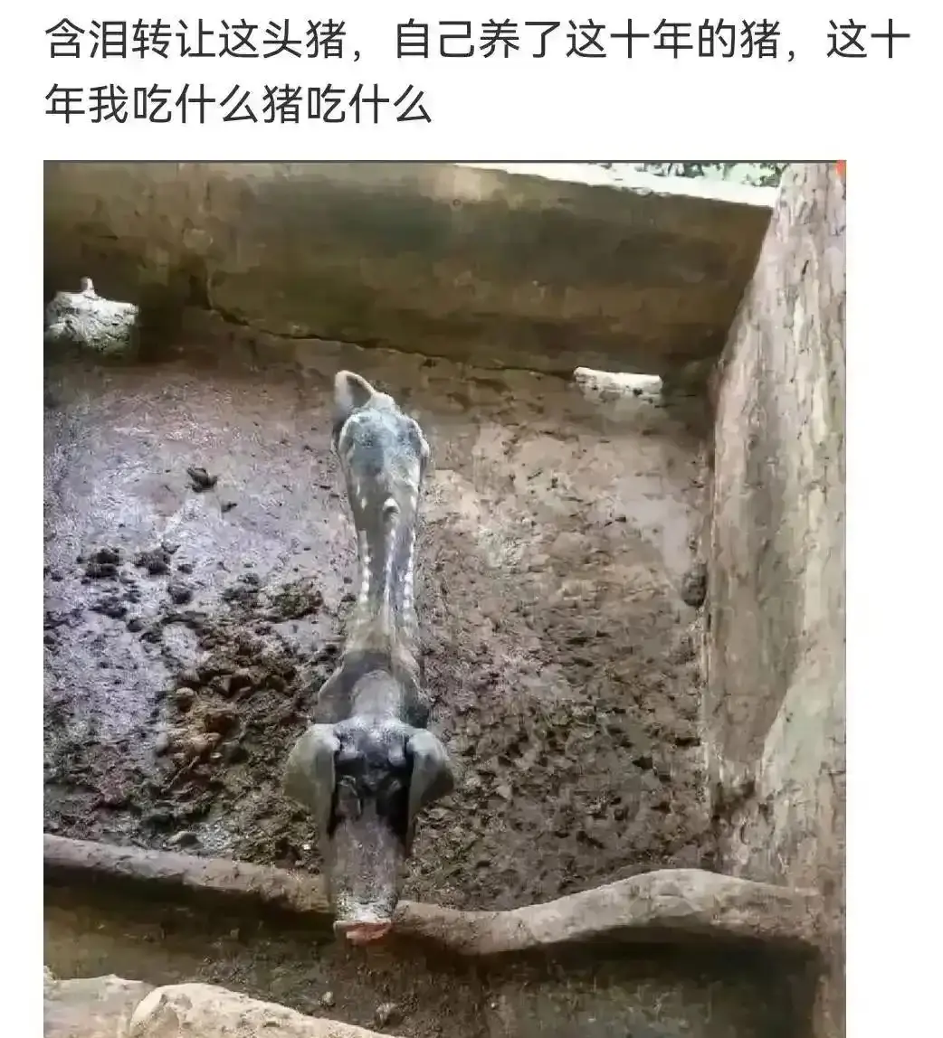 能把🐷养成这样，也是人才！😄