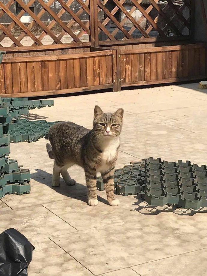 给你们看看，这都是我家猫给我带的礼物！！羡慕嘛