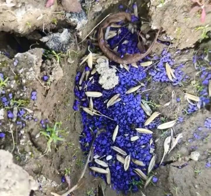 三人在鄱阳湖毒害野生动物, 被采取刑事强制措施! 志愿者称已发现死了一只东方白鹤