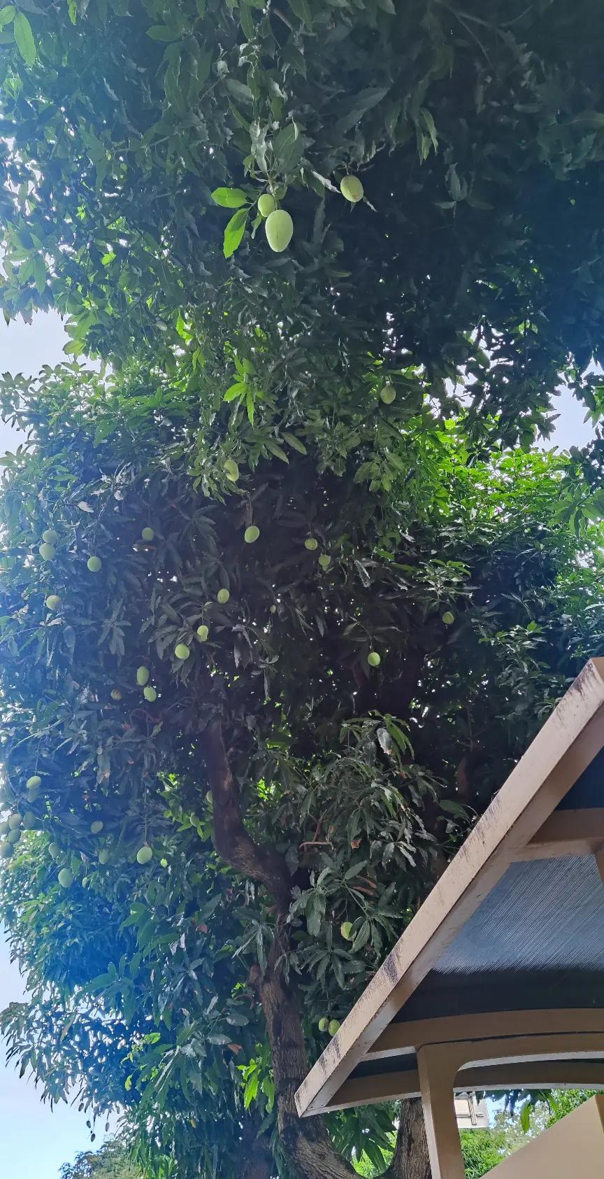 在车站等车，正感到无聊时，一抬头忽见硕大芒果垂挂枝头，目光延展，看见一只又一只芒