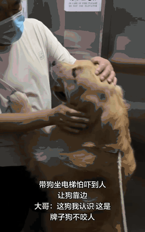 天津，一女子带金毛坐电梯，因为怕吓到别人，就让狗狗靠边，不料，电梯门一开，一位大