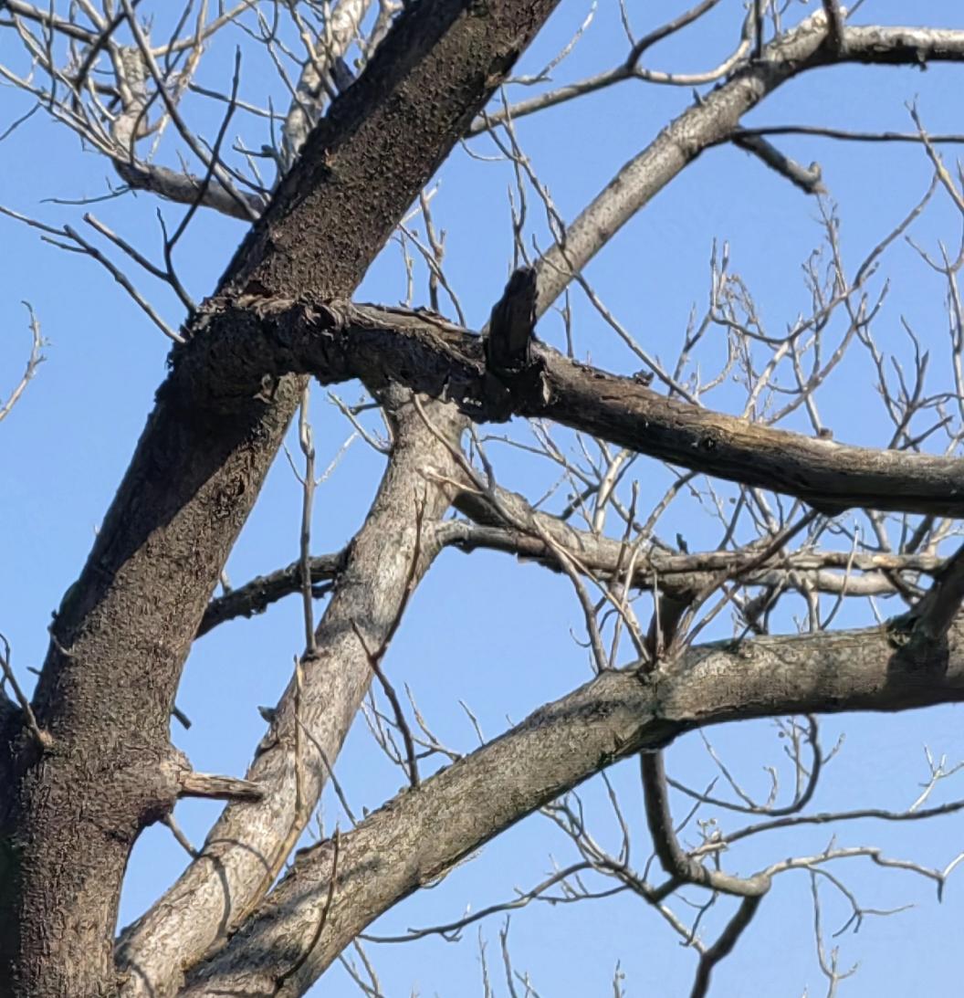 李自成“不好色”，偏又追求老婆长得美。第一个老婆韩金儿，到李自成那里是三手，“