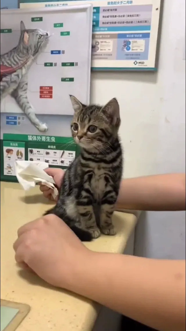 6月6日，广州陈先生的宠物诊所来了一只“清纯少女猫”！陈先生今天早早就来到宠物店