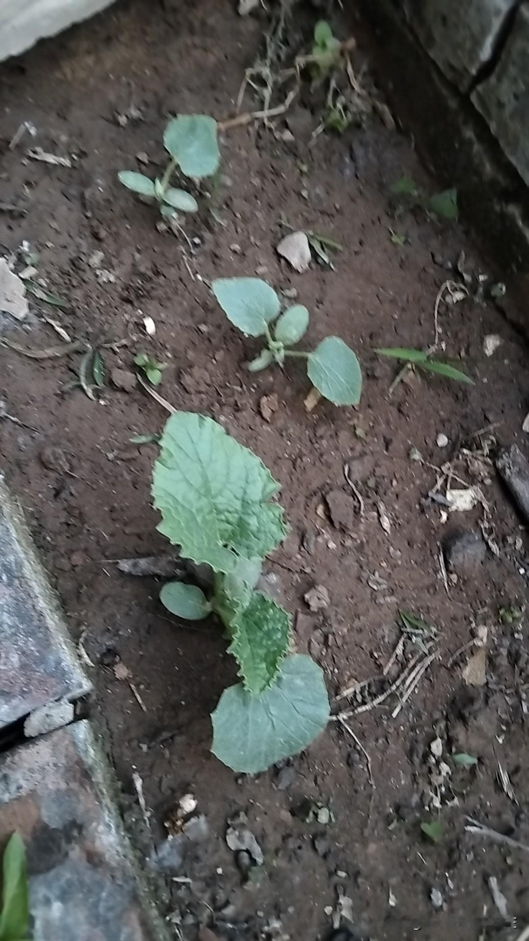 猜猜看这是什么秧？温馨提示：这种秧只能种，不能栽。蔬菜秧苗种植蔬菜秧秧秧