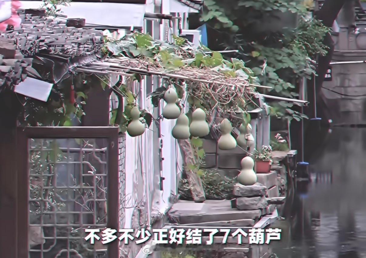 绍兴周边的朋友有去看这位葫芦娃爷爷吗？今天刚刷到文旅局让老爷爷照顾好这些葫芦的新闻，再一刷又有续集了