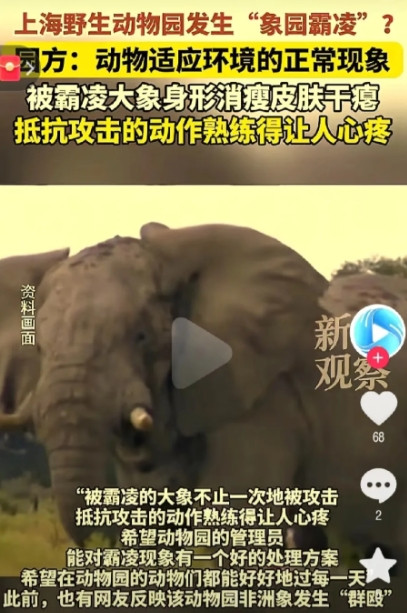 泪目!上海野生动物园，一只小象被霸凌三年，没有新鲜的草料可吃，身形消瘦，肚皮干瘪