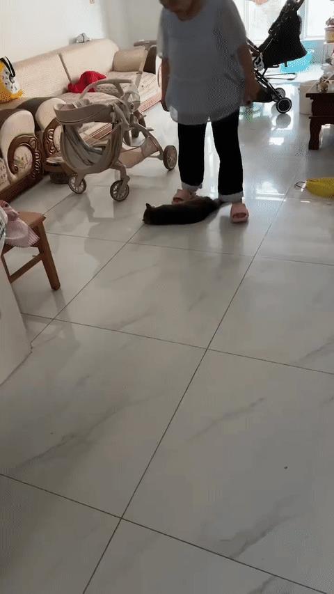 猫咪：我不是皮球啊！