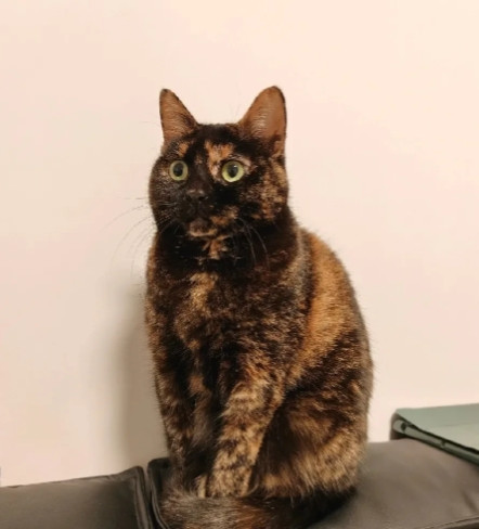朋友要扔猫，嫌这只猫丑的送都送不出去，我一听直接把小家伙抱回了家，还给它起名叫泼墨