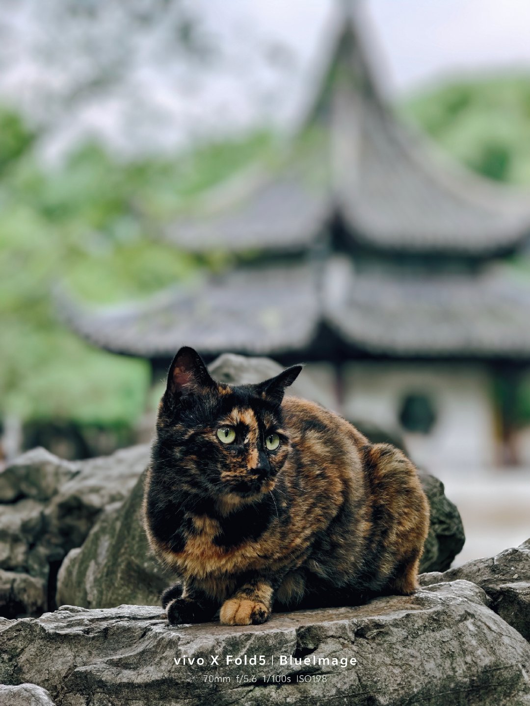 被猫治愈的瞬间看猫心情会变好，像极了我周末和平常不想上班的样子，果然人类不能没有小猫。📷vivoX
