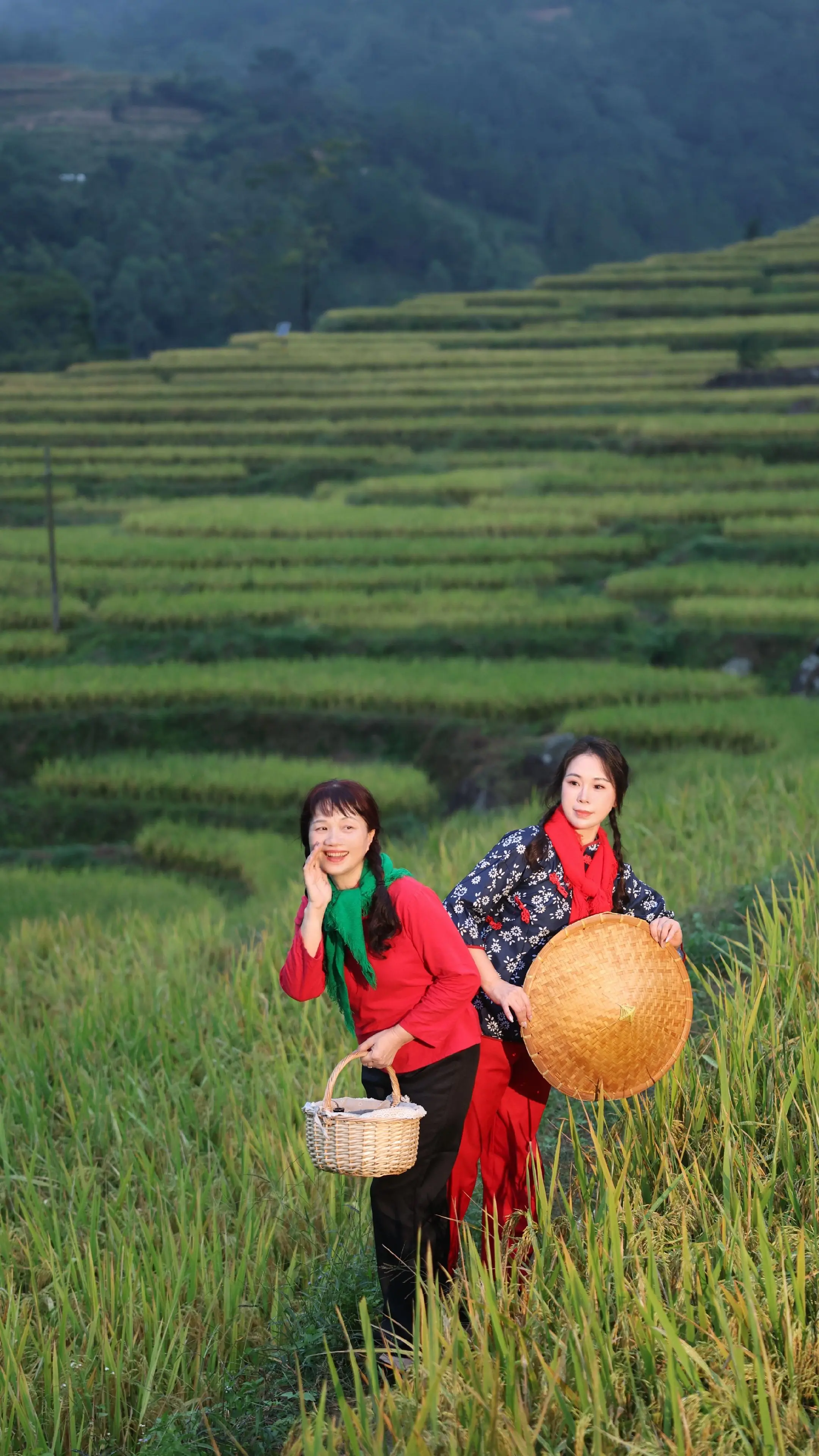 梯田美景 稻花香 田园风光 合拍