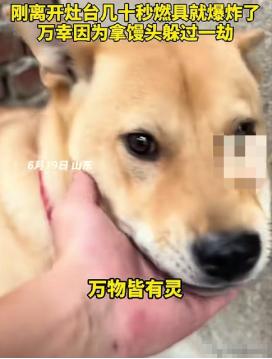 不可思议！山东一男子在家煮粽子时，家里的大黄狗突然狂叫不止，主人以为是大黄狗饿了