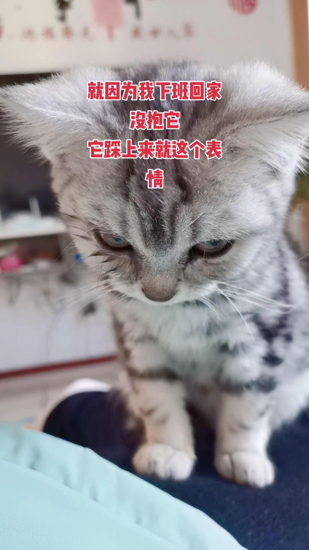 毛孩子 猫咪可爱瞬间 猫咪表情管理
