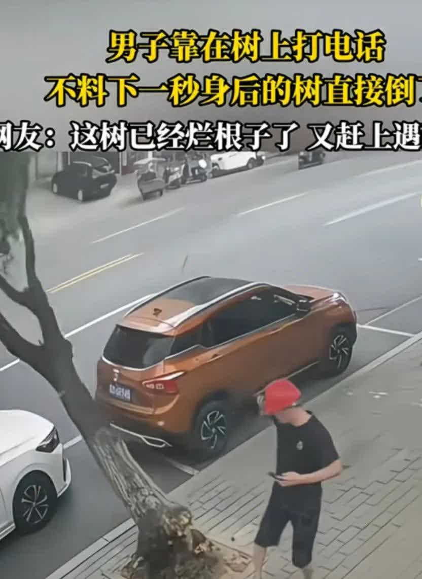 刚刷到一则令人惊愕的视频：画面中，一名男子打电话时无意间靠了一下人行道的行道树，