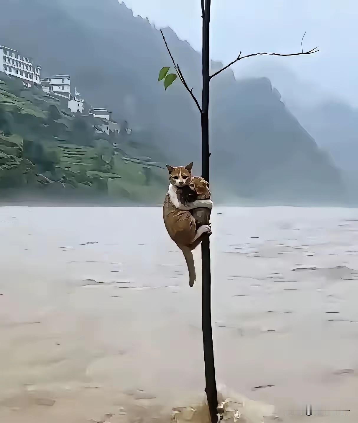 母爱真是太伟大了，洪水中猫妈妈抱着两只小猫咪攀附在一棵小树上不愿意撒手，直到消防