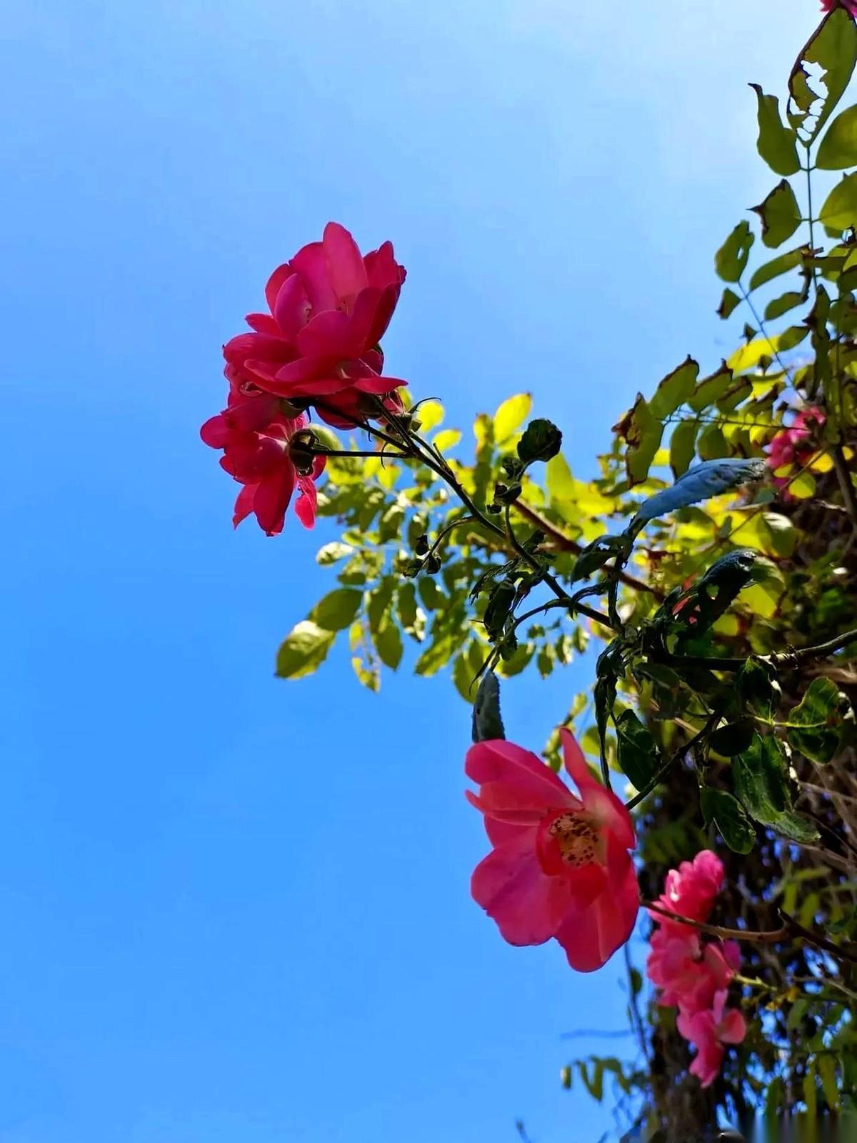 凌晨五点半，长沙。我头顶上的大吊扇，还在呼呼地转。你敢信？一月份，凌晨五点半