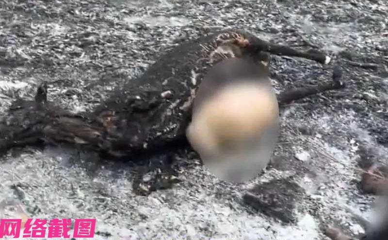 山东德州有收羊的商贩，到一处村里收羊，结果看到有户老人家的羊圈内起了火，这可怎么