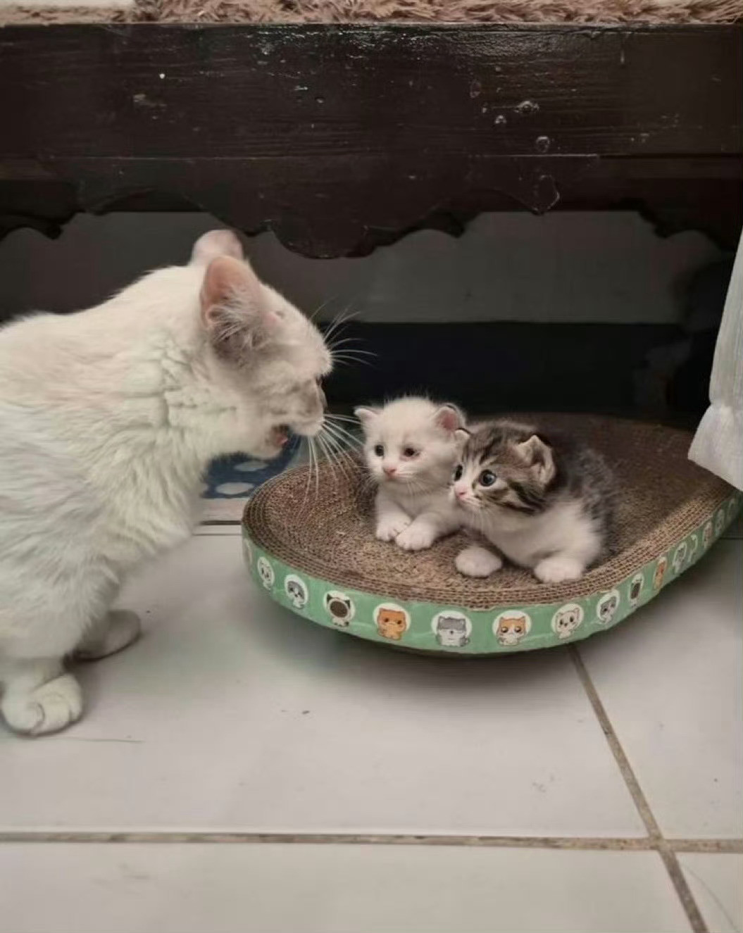 猫咪宝宝正在接受妈妈的关怀​​​